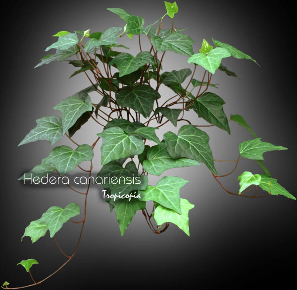 Suspendue - Hedera canariensis - Lierre Montgomery, Lierre des canaries - Algerian ivy, Montgomery ivy